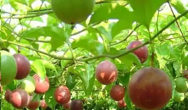 夏天陽臺,種1顆百香果,爬藤開花又結果!