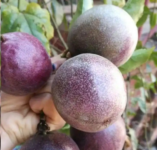 夏天陽臺,種1顆百香果,爬藤開花又結果!