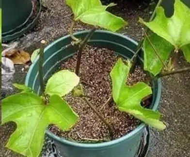 夏天陽臺,種1顆百香果,爬藤開花又結果!