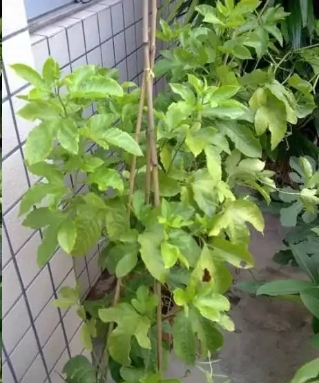 夏天陽臺,種1顆百香果,爬藤開花又結果!