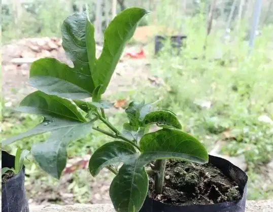 夏天陽臺,種1顆百香果,爬藤開花又結果!