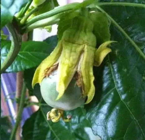 夏天陽臺,種1顆百香果,爬藤開花又結果!