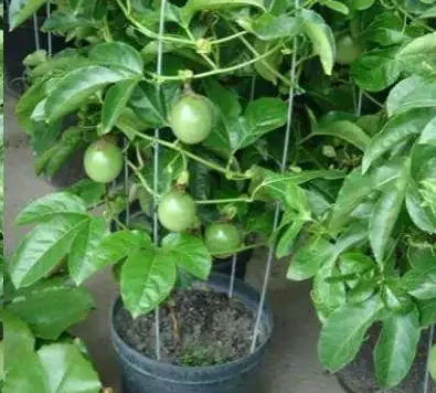 夏天陽臺,種1顆百香果,爬藤開花又結果!