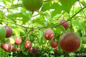 夏天陽臺，種1顆百香果，爬藤開花又結果！