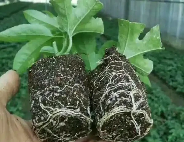 陽臺就種一棵百香果,撒點種子或插個枝就活,爬滿藤,果子超多