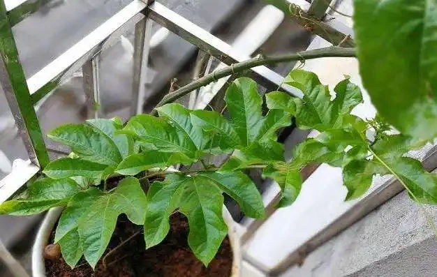 陽臺就種一棵百香果,撒點種子或插個枝就活,爬滿藤,果子超多