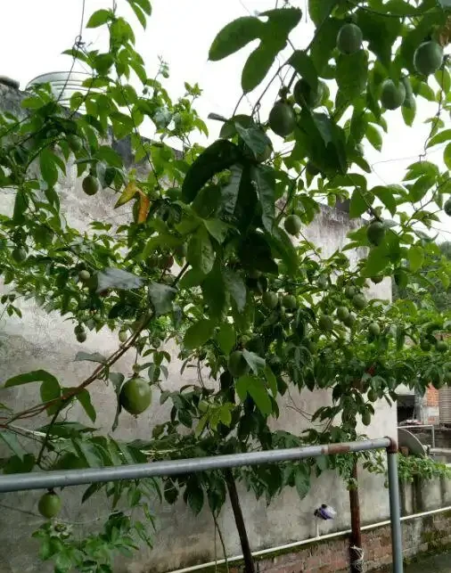 陽臺就種一棵百香果,撒點種子或插個枝就活,爬滿藤,果子超多