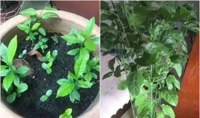 陽臺就種一棵百香果,撒點種子或插個枝就活,爬滿藤,果子超多