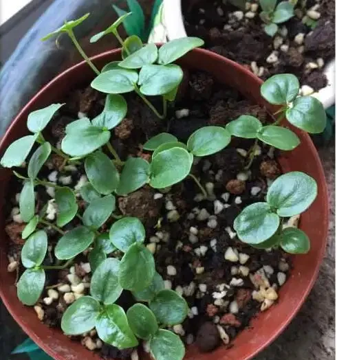 陽臺就種一棵百香果,撒點種子或插個枝就活,爬滿藤,果子超多