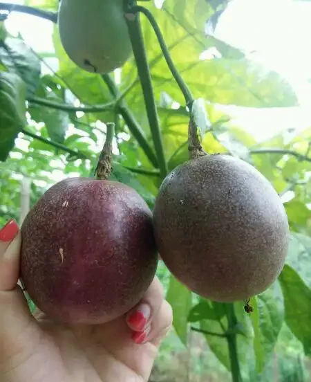 陽臺就種一棵百香果,撒點種子或插個枝就活,爬滿藤,果子超多