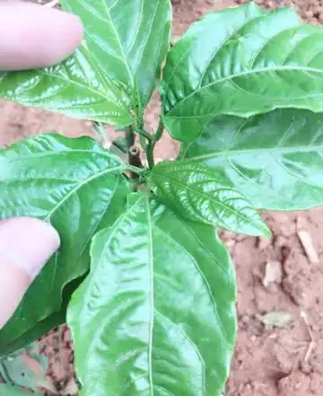 陽臺就種一棵百香果,撒點種子或插個枝就活,爬滿藤,果子超多