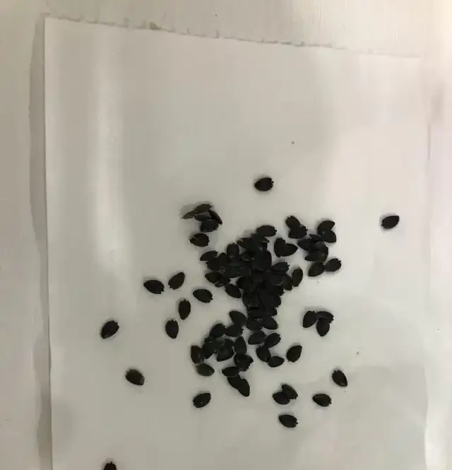 陽臺就種一棵百香果,撒點種子或插個枝就活,爬滿藤,果子超多