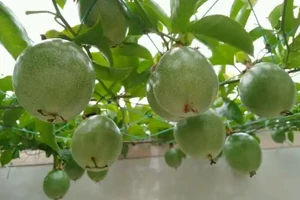 陽臺就種一棵百香果，撒點種子或插個枝就活，爬滿藤，果子超多
