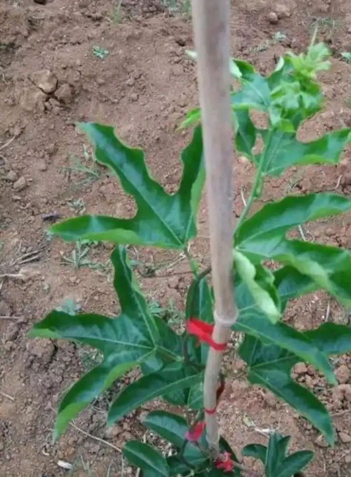 百香果是怎樣的一種植物