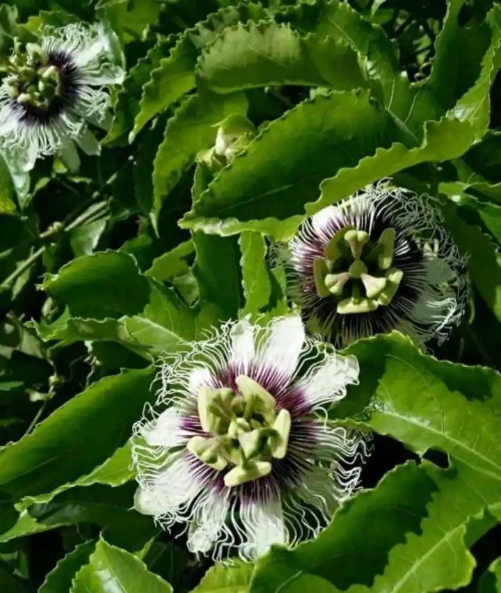 百香果是怎樣的一種植物