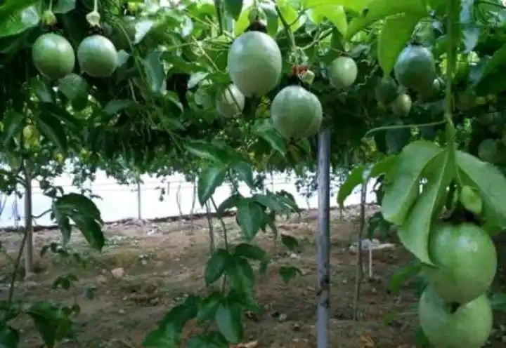 百香果是怎樣的一種植物