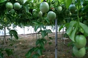 百香果是怎樣的一種植物