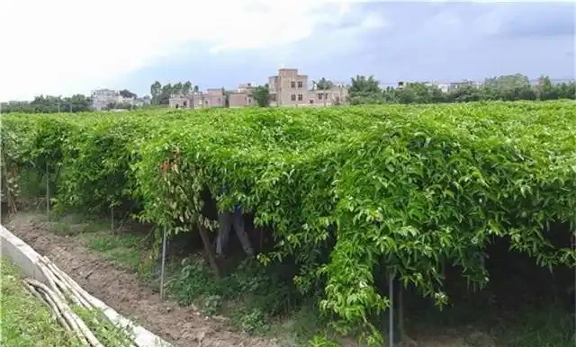 百香果種植:百香果及其高產栽培技術,以下幾點最主要