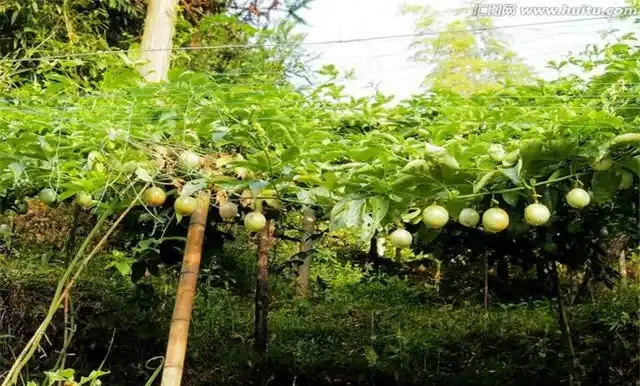 百香果種植:百香果及其高產栽培技術,以下幾點最主要