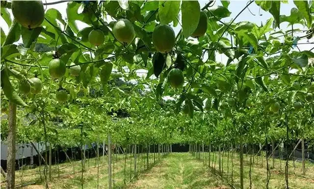 百香果種植:百香果及其高產栽培技術,以下幾點最主要