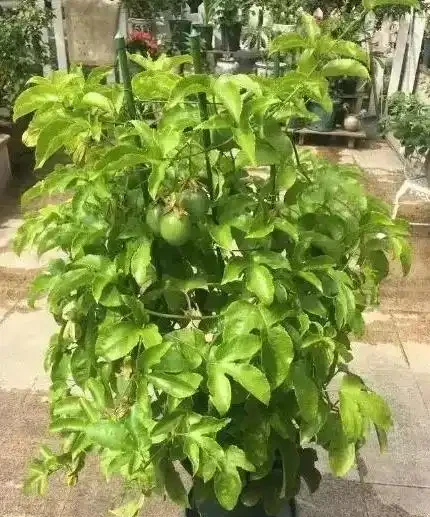 花盆怎麼養百香果?記住5個“要點”,一盆掛果幾十個,大又甜