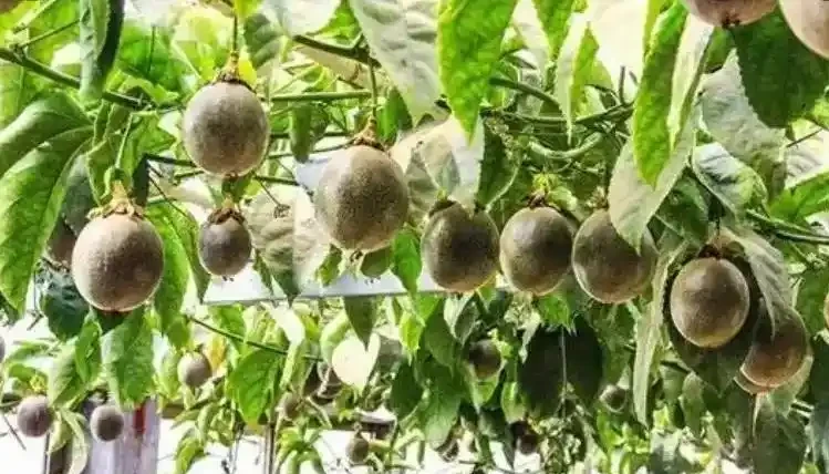 花盆怎麼養百香果?記住5個“要點”,一盆掛果幾十個,大又甜