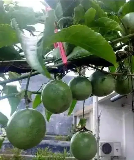 花盆怎麼養百香果?記住5個“要點”,一盆掛果幾十個,大又甜