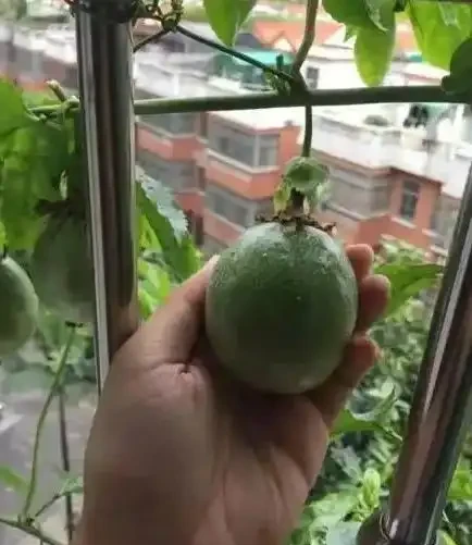 花盆怎麼養百香果?記住5個“要點”,一盆掛果幾十個,大又甜