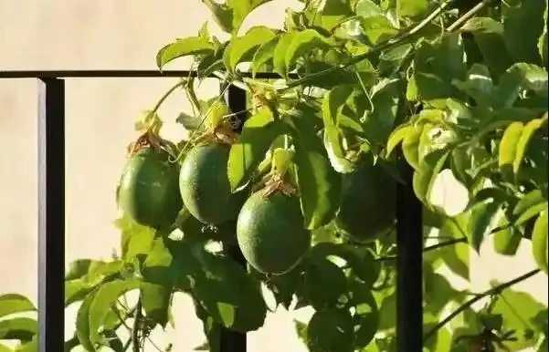 花盆怎麼養百香果?記住5個“要點”,一盆掛果幾十個,大又甜