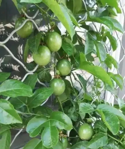 花盆怎麼養百香果?記住5個“要點”,一盆掛果幾十個,大又甜
