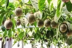 花盆怎麼養百香果？記住5個“要點”，一盆掛果幾十個，大又甜