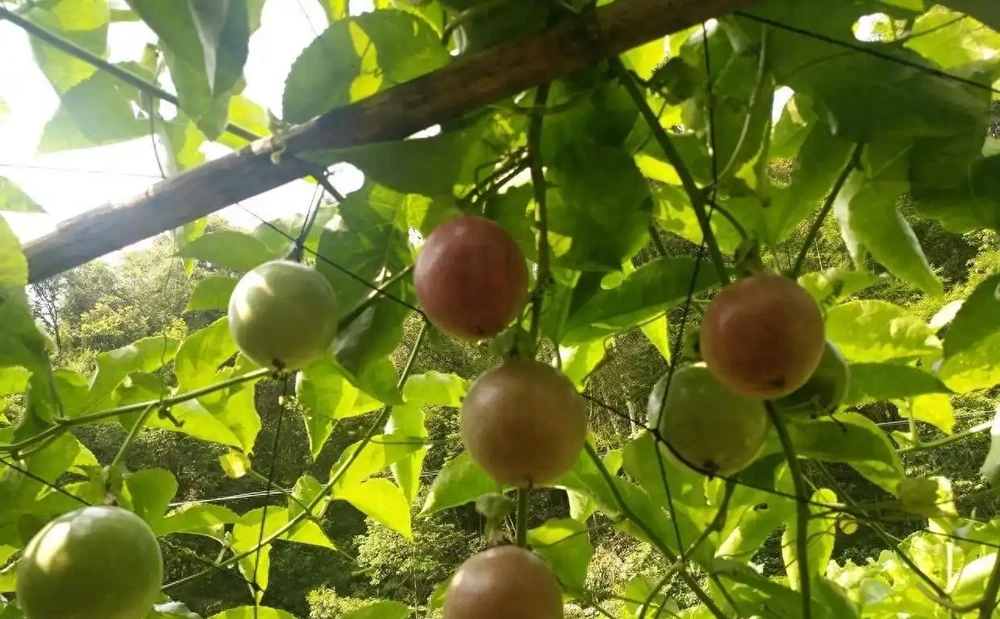 百香果掛滿藤的秘訣,新手照著做,我避開了90%種植戶都踩過的坑